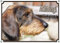 Petsigns Hundeschild - Dackel Rauhaar Teckel - wunderschönes Warnschild aus Metall, DIN A4