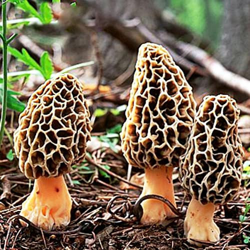 Haloppe 2000 Stück Morchella-Gemüsesamen für die Bepflanzung des Hausgartens, gemischte Pilz-Morchella-Samen, Sporen, Spawn, Garten, Hof, Gemüsepflanze Morchella-Samen