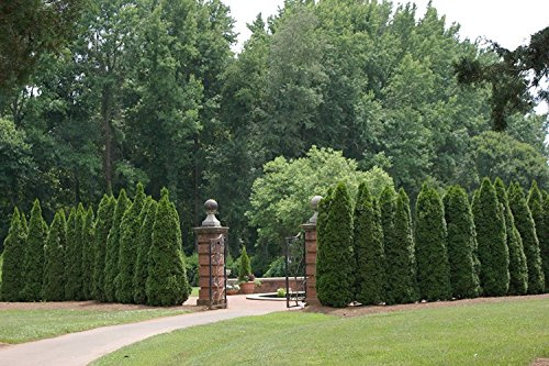 Seeds tuia agramsero evergreen shrub bush, 150 seeds! Grill