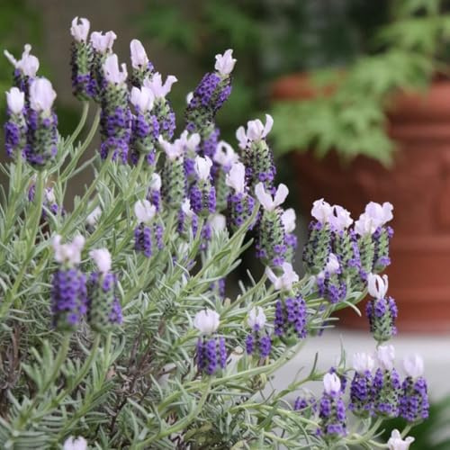 Semillas de lavanda, semillas de regalos de jardín para mujeres semillas de exterior resistentes silvestres 200pcs