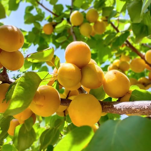 semillas resistentes del albaricoquero - exóticas decoracion de jardin orgánicas bancales 15pcs