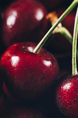 Albero di Ciliegio pianta di ciliegia varietà Durone Nero Di Vignola II Età 2 anni in vaso pianta vera di ciliegio venduta da eGarden.store