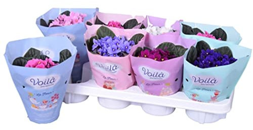 3 x African Violet Saintpaulia Flowering Random Colors Indoor Plants Mix Colours in 12cm pots