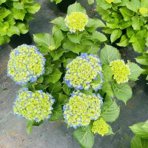 semi di ortensia, da balcone, di, esotiche all'aperto rampicanti arredamento del soggiorno giardino sul balcone tappezzante e 80pcs