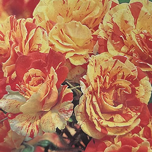 Oranges and Lemons Floribunda Rose Bush in 4lt Pot (Live Plants)