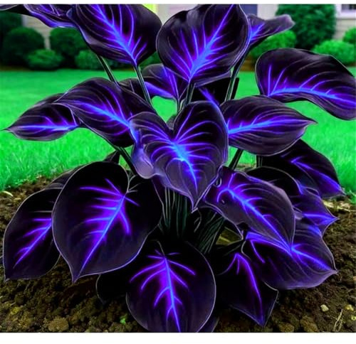 Resistente al Frío -Bulbo de hosta-Ideal para Jardines de España-Rizoma de Hosta-4 Rizoma-G
