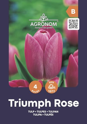 AGRONOM | TULIPES - TRIUMPH ROSE - Bulbes de Fleurs | Plantes Vivaces de Jardin | Bulbes de Fleurs à Planter | Belles Fleurs Couleurs Vives | Couleur Rose | 4 Pièces à Bulbes
