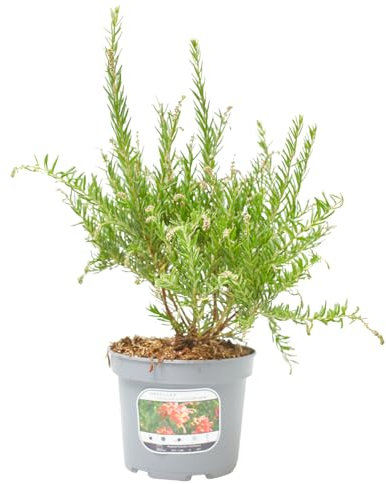 Verdecora Grevillea en maceta de 3L | Variedad de colección Arbusto | Perenne con Floración Exótica y Follaje Elegante | Ideal para Jardines y Bordes