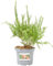 Verdecora Grevillea en maceta de 3L | Variedad de colección Arbusto | Perenne con Floración Exótica y Follaje Elegante | Ideal para Jardines y Bordes