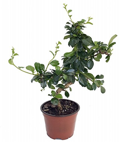 Stylized Imported Fukien Tea Bonsai Tree or House Plant - Carmona - 4 Pot