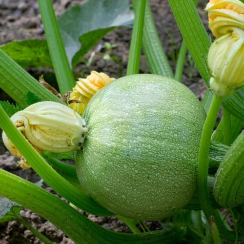 PREMIER SEEDS DIRECT - Italian COURGETTE - Tondo CHIARO DI Nizza - 35 Seeds