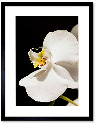 Wee Blue Coo White Orchid Flower Bloom Art Framed Wall Art Print