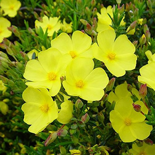 GardenersDream 1 x Wooly Rock Rose Plant in Pot - Halimium Libanotis Evergreen Shrub Hardy - Healthy Outdoor Plants for Borders, Flower Beds and Pots, Potted Outdoor Plants (15-25 cm)