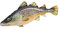 GABY Fish Pillows Dekoratives Kissen in Form des echten Fisches, Atlantischer Kabeljau