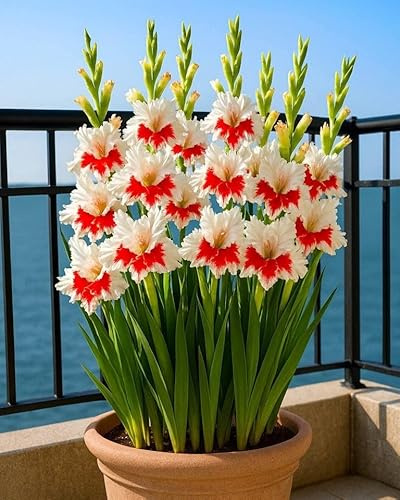 Gladiolus rhizomer. Höga och stora löv. Perfekt för att försköna landskapet. Tål kyla. (NVNJHJN).-15 rhizomas-A