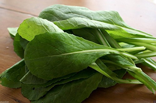 'Komatsuna (Japanese Mustard Spinach)' 1000 Seeds ~Cold Hearty, Heat Tolerant !