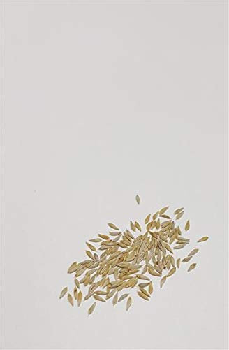 Pezzi - 25x Lattuga Iceberg (Serra) Larissa - Insalata Seme Verdure KS580 - Seeds & Plants Shop by Ipsa