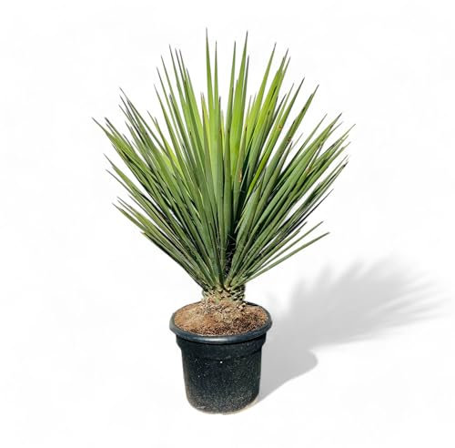 Tropictrees, Yucca Faxoniana - Pianta esotica del deserto per giardino e terrazza, resistente all'inverno, facile da pulire e decorativa, perfetta per siti asciutti 170 cm, faxon Yucca