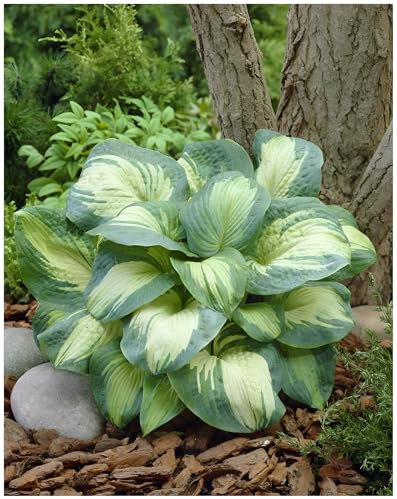 1 x Hosta sieboldiana 'Great Expectations' im 1 Liter Topf (Staude/Winterhart/Bodendecker/Mehrjährig) Funkie, Herzblatt-Lilie - Elegante Blattschönheit in Creme und Grün - von Stauden Gänge