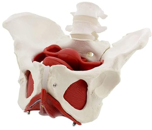 Anatomisk modell av kvinnligt bäckenbotten i livstorlek, ben, muskler och rörliga organ som visar anus lyftmuskel, livmodern och urinblåsan