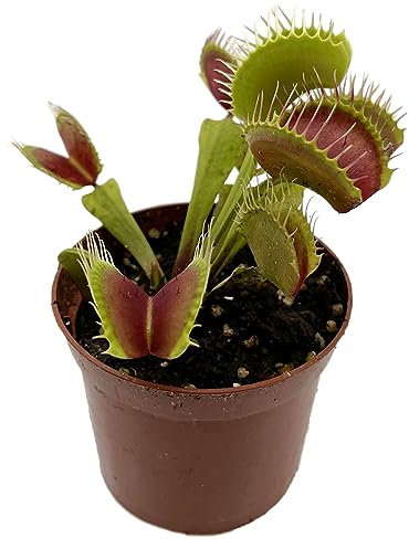 Fangblatt - Dionaea Muscipula B-52 - große Venusfliegenfalle - fleischfressende Pflanze/Karnivore vom Fachmann