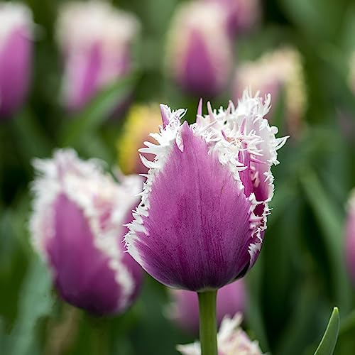 bulbi di tulipano, Aiuole rialzate per il giardino arredamento del soggiorno balcone in vaso con rari 2pcs
