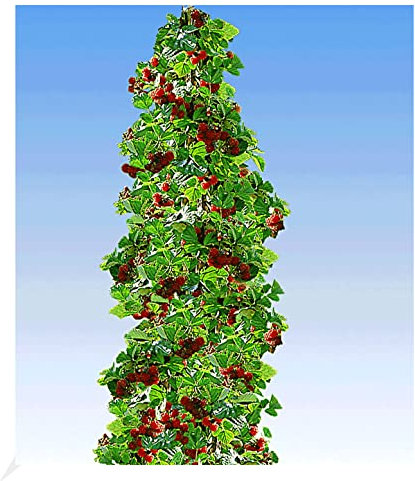BALDUR Garten Säulen-Tayberry 'Buckingham', 1 Pflanze, Beerenobst, winterhart, platzsparende Säule für kleine Gärten, Balkone & Terrassen,Rubus Tayberry