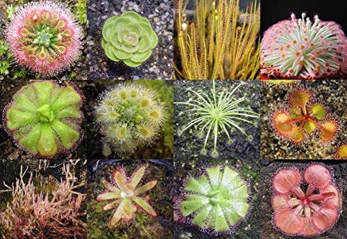 New 100pcs Bonsai Sundew Plant Seed Multi-Colour Generic