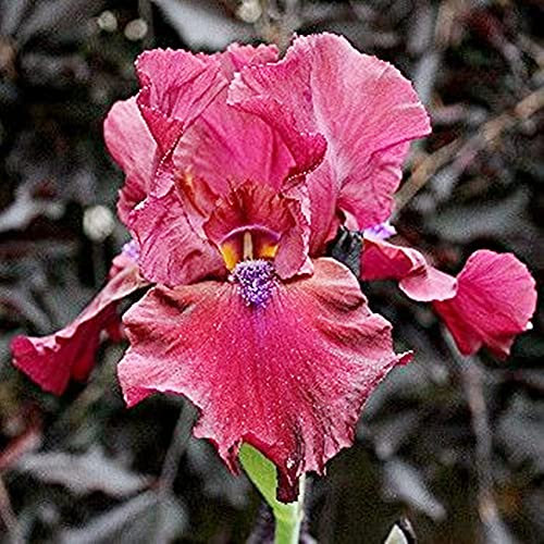 Iriszwiebeln, Rhizom, schöner Zierwert von Topfpflanzen, bunt-1, 6 Rhizome