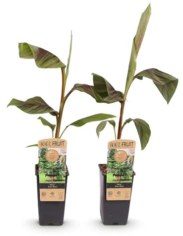 GreenboutiQ - Obstpflanze - Japanische Bananenpflanze Winterhart - Musa Ever Red - Winterhart - 2 Pflanzen - Topf 15cm Höhe 50cm