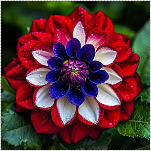 Rizomas de Dalia- Dalias Perennes- Dalia Fáciles de Cultivar- Todas Prosperan en el Jardín.-4 Rizomas-d