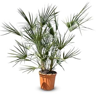 Chamaerops Humilis - Palmier européen nain - Palmier à feuilles persistantes résistant au froid - hauteur 100-120 cm pot inclus