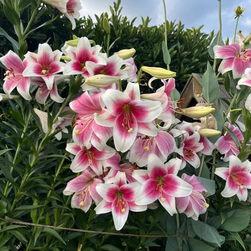 bulbi di giglio - giardino balcone interno rialzato 4pcs