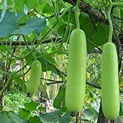 My Favorite Deals 15 Seeds / Bottle Gourd, Dudhi, Lauki Seeds