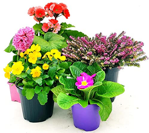 POWERS TO FLOWERS - MISTO PIANTE PRIMAVERILI. PRIMULA OBCONICA, VIOLA DEL PENSIERO, PRIMULA VERIS FUCSIA, GIACINTO, ERICA. 5 PIANTE, piante vere