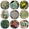 seltene kakteen samen, kübelpflanzen, winterharte stauden für pralle sonne kaktus pflanze samen balkon beet, blumen garten pflanzen deko, exotische pflanzen samen winterharte stauden, 120pcs