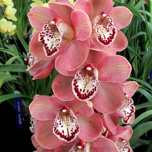 Cymbidium-Bulbos De Phalaenopsis, Resistente Al FríO, Calas Bulbos Bulbos, Cymbidium Orchidee, AromáTicas De Cymbidium-Decorativo, Bulbos De Orquidea -3bulbos-I