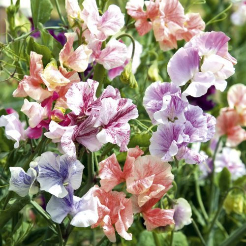 Suttons Seeds 134617 True Fragrance Sweet Pea Seed