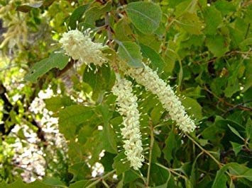 Peral leñoso occidental Semilla nativa Árbol pequeño Resistente a la sequía Vida árida