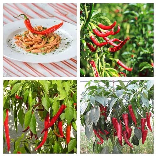 Semi di Peperoncino Italiano, Confezione da 30 Semi, Piccantezza Media, Peperone Piccante per Coltivazione