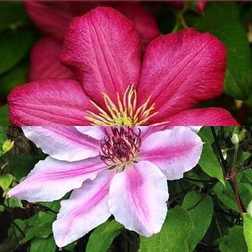 Set med 2 klätterväxter med klematis | Clematis Ville de Lyon och Nelly Moser - Röd och rosa, Perenn och härdig | 2 x 1,5 liters krukor