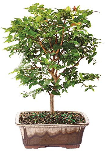 Brussel's Bonsai Live Jaboticaba Bonsai Tree - Large, 6 Year, 10 to 14 Inches - Indoor Live Bonsai Tree with Ceramic Bonsai Pot