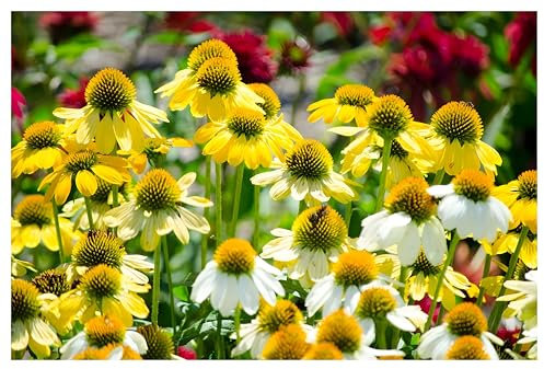 3 x Echinacea purpurea 'Mellow Yellow' (Stauden/Staude/Mehrjährig/Winterhart) Gelber Purpursonnenhut - Sanftes Gelb mit strahlender Leichtigkeit - sehr Bienenfreundlich - von Stauden Gänge