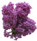 Lila 10 Semillas (Syringa Vulgaris) Fragante y Precioso - Resistente al invierno y Bonsai adecuado-