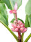 Rosa/Pinke Zwergbanane (Kenia-Banane) 10 SamenMusa velutina