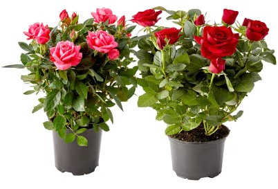 DECOALIVE Pack 2 Plantas Naturales Rosales Mini Plantas con Rosas Naturales Flores de Interior