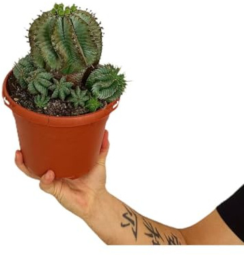 Euphorbia Polygona | Maceta 17 cm | Planta natural de interior y Exterior | Cactus y suculentas | Verde brillante