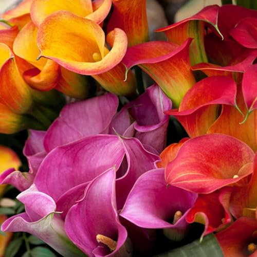 Calla Lily Bulbs-Calla Lily Bulbs for Planting Now UK,Garden Flowers,Plant Bulbs,Cut Flowers,Hardy Perennial,Wedding Flowers-6bulbs-F