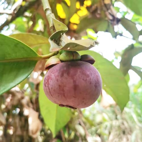 mangostán, de balcón, columnares Garcinia mangostana Semillas de frutas balcón resistentes exótico a prueba invierno jardín rocas 100semillas