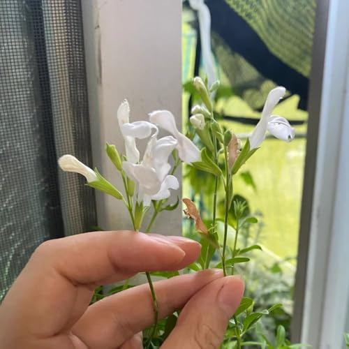 salbeisamen seltene deko kräutersamen salbei pflanzensamen wildblumen kräuterpflanzen teingartenpflanzen winterhart gartenblumen balkonblumen für sonnige plätze blumensamen 100samen